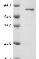 Escherichia coli Small ribosomal subunit protein uS3 (rpsC) Recombinant Protein - BioCrest Sci