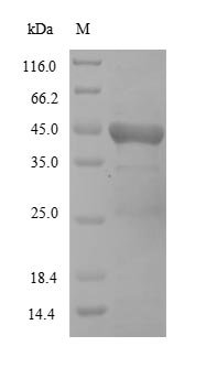 Newcastle disease virus Hemagglutinin-neuraminidase (HN),Partial Recombinant Protein, Newcastle disease virus (strain Her/33) (NDV), E.coli, N-terminal 10xHis-tagged and C-terminal Myc-tagged, 44.2 kDa, purity >≥ 85% as determined by SDS-PAGE.