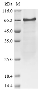 Human Interferon regulatory factor 7 (IRF7) Recombinant Protein, Homo sapiens (Human), E.coli, N-terminal 6xHis-tagged, 60.2 kDa, purity >≥ 85% as determined by SDS-PAGE.