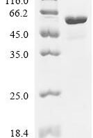 Escherichia coli Asparagine--tRNA ligase (asnS) Recombinant Protein - BioCrest Sci