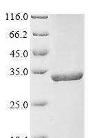 Danio rerio Fin bud initiation factor (fibin) Recombinant Protein - BioCrest Sci