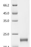 Cavia porcellus Lipocalin Cav p 2.0101 (Lcncavp2) Recombinant Protein, C-His, aa 17–170, Yeast - BioCrest Sci