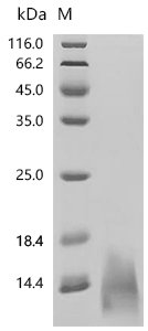 Human Platelet factor 4 (PF4) Recombinant Protein, N-His-tagge, Homo sapiens (Human), Yeast, N-terminal 6xHis-tagge, 9.3 kDa, purity >≥ 95% as determined by SDS-PAGE.