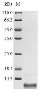 Human Gastric inhibitory polypeptide (GIP) Recombinant Protein, Homo sapiens (Human), E.coli, N-terminal 10xHis-tagged and C-terminal Myc-tagged, 10.0 kDa, purity >≥ 85% as determined by SDS-PAGE.