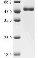 Dog Gastric triacylglycerol lipase (LIPF) Recombinant Protein - BioCrest Sci