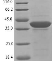 Rat Eukaryotic translation initiation factor 3 subunit I (Eif3i) Recombinant Protein - BioCrest Sci