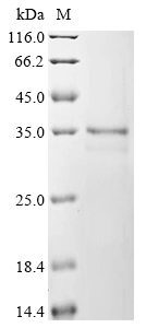 Mouse High mobility group protein B1 (Hmgb1), partial Recombinant Protein, Mus musculus (Mouse), Yeast, N-terminal 6xHis-tagged, 26.8 kDa, purity >≥ 85% as determined by SDS-PAGE.