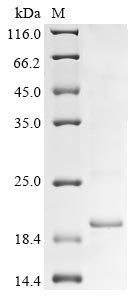 Influenza A virus Nuclear export protein (NEP) Recombinant Protein, Influenza A virus, E.coli, N-terminal 10xHis-tagged, 20.4 kDa, purity >≥ 85% as determined by SDS-PAGE.