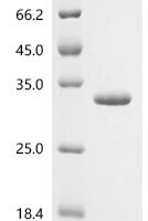 Lepidoglyphus destructor Mite group 2 allergen Lep d 2 Recombinant Protein - BioCrest Sci