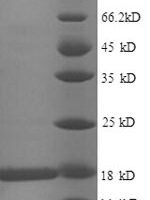 Escherichia coli 30S ribosomal protein S11 (rpsK) Recombinant Protein - BioCrest Sci