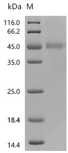 Human Galectin-9 (LGALS9), partial Recombinant Protein, N-10His, Homo sapiens (Human), Mammalian cell, N-terminal 10xHis-tagged, 37.1 kDa, purity >≥ 95% as determined by SDS-PAGE.
