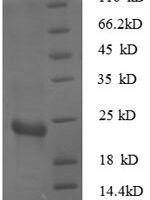 Escherichia coli 30S ribosomal protein S7 (rpsG) Recombinant Protein - BioCrest Sci