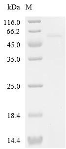 Human Hyaluronidase PH-20 (SPAM1) Recombinant Protein, C-His, aa 36–490, Yeast, Homo sapiens (Human), Yeast, C-terminal 6xHis-tagged, 53.1 kDa, purity >≥ 85% as determined by SDS-PAGE.