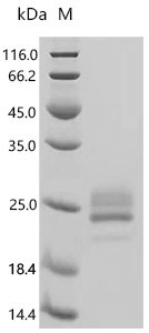 Mouse Interleukin-6 (Il6) Recombinant Protein, C-10His, Mus musculus (Mouse), Yeast, C-terminal 10xHis-tagged, 23.8 kDa, purity >≥ 95% as determined by SDS-PAGE.