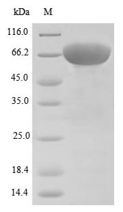 Human Desmoglein-3 (DSG3), partial Recombinant Protein, N-His, Homo sapiens (Human), E.coli, N-terminal 6xHis-tagged, 67.0 kDa, purity >≥ 85% as determined by SDS-PAGE.