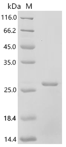 Human Interleukin-11 (IL11) Recombinant Protein, N-His, Homo sapiens (Human), E.coli, N-terminal 6xHis-tagged, 23.8 kDa, purity >≥ 95% as determined by SDS-PAGE.