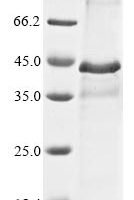 Mouse Proto-oncogene Wnt-1 (Wnt1) Recombinant Protein - BioCrest Sci