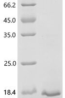 Mouse Insulin-like growth factor 2 (Igf2) Recombinant Protein - BioCrest Sci