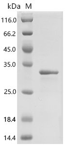 Human GTPase KRas (KRAS)(G12R), partial Recombinant Protein, Homo sapiens (Human), E.coli, C-terminal 6xHis-tagged, 27.9 kDa, purity >≥ 90% as determined by SDS-PAGE.