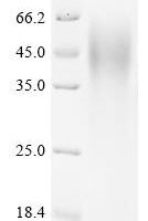 Mouse Nuclear factor interleukin-3-regulated protein (Nfil3) Recombinant Protein - BioCrest Sci