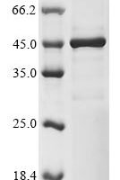 Human Transcriptional enhancer factor TEF-3 (TEAD4), partial Recombinant Protein, N-10His/C-Myc - BioCrest Sci