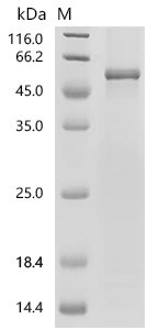 Human UDP-glucuronosyltransferase 1A5 (UGT1A5), partial Recombinant Protein, Homo sapiens (Human), E.coli, C-terminal 6xHis-tagged, 59.3 kDa, purity >≥ 85% as determined by SDS-PAGE.