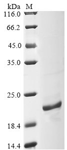 Rat D-dopachrome decarboxylase (Ddt) Recombinant Protein, N-10His/C-V5, Rattus norvegicus (Rat), E.coli, N-terminal 10xHis-tagged and C-terminal V5-tagged, 20.5 kDa, purity >≥ 85% as determined by SDS-PAGE.