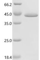 Human L-lactate dehydrogenase B chain (LDHB) Recombinant Protein, C-His - BioCrest Sci