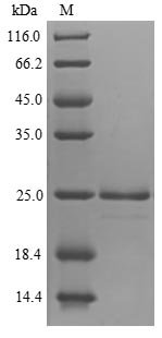 Avena sativa Endochitinase, partial Recombinant Protein, N-His/C-Myc, Avena sativa (Oat), Yeast, N-terminal 6xHis-tagged and C-terminal Myc-tagged, 25.2 kDa, purity >≥ 90% as determined by SDS-PAGE.