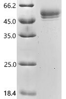 Macaca fascicularis Ig-like domain-containing protein, partial Recombinant Protein - BioCrest Sci