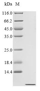 Human IgA-inducing protein homolog (IGIP) Recombinant Protein, N-His, Homo sapiens (Human), Baculovirus, N-terminal 6xHis-tagged, 3.4 kDa, purity >≥ 90% as determined by SDS-PAGE.