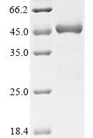 Escherichia coli Gamma-glutamyl phosphate reductase (proA) Recombinant Protein - BioCrest Sci