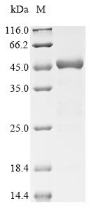 Escherichia coli Gamma-glutamyl phosphate reductase (proA) Recombinant Protein, Escherichia coli (strain K12), E.coli, N-terminal 6xHis-tagged, 48.7 kDa, purity >≥ 85% as determined by SDS-PAGE.