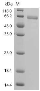 Human Natural cytotoxicity triggering receptor 1(NCR1), partial Recombinant Protein, Homo sapiens (Human), Homo sapiens (Human), C-terminal hFc1-tagged, 54.3 kDa, purity >≥ 90% as determined by SDS-PAGE.
