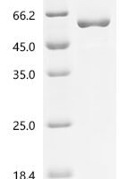 Human Interleukin enhancer-binding factor 2 (ILF2) Recombinant Protein, C-10His - BioCrest Sci