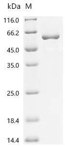 Human Interleukin enhancer-binding factor 2 (ILF2) Recombinant Protein, C-10His, Homo sapiens (Human), E.coli, C-terminal 10xHis-tagged, 52.8 kDa, purity >≥ 90% as determined by SDS-PAGE.