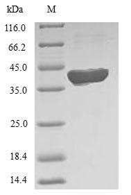 Human 5-formyltetrahydrofolate cyclo-ligase (MTHFS) Recombinant Protein, Homo sapiens (Human), E.coli, N-terminal 6xHis-SUMO-tagged, 39.1 kDa, purity >≥ 90% as determined by SDS-PAGE.