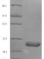 Mouse Thioredoxin domain-containing protein 12 (Txndc12) Recombinant Protein, N-His, aa 25–170, E.coli - BioCrest Sci