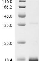Arachis hypogaea Non-specific lipid-transfer protein Recombinant Protein - BioCrest Sci