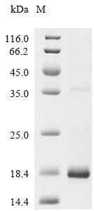 Arachis hypogaea Non-specific lipid-transfer protein Recombinant Protein, Arachis hypogaea (Peanut), E.coli, C-terminal 6xHis-tagged, 16.0 kDa, purity >≥ 85% as determined by SDS-PAGE.