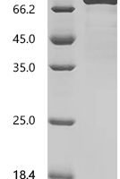 Arabidopsis thaliana Twinkle homolog protein, chloroplastic/mitochondrial Recombinant Protein, N-10His/C-Myc - BioCrest Sci