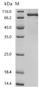 Arabidopsis thaliana Twinkle homolog protein, chloroplastic/mitochondrial Recombinant Protein, N-10His/C-Myc, Arabidopsis thaliana (Mouse-ear cress), E.coli, N-terminal 10xHis-tagged and C-terminal Myc-tagged, 83.4 kDa, purity >≥ 85% as determined by SDS-PAGE.