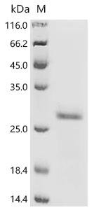 Human GTPase KRas (KRAS) (G13D), partial Recombinant Protein, Homo sapiens (Human), Yeast, N-terminal 6xHis-tagged, 23.0 kDa, purity >≥ 95% as determined by SDS-PAGE.