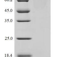 Human Transcriptional enhancer factor TEF-1 (TEAD1) Recombinant Protein, C-GST - BioCrest Sci