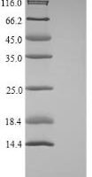 Taraxacum officinale 2S albumin，Partial Recombinant Protein - BioCrest Sci