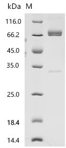 Human HERV-H LTR-associating protein 2 (HHLA2), partial, Biotinylated Recombinant Protein, Homo sapiens (Human), Mammalian cell, C-terminal hFc-Avi-tagged, 66.3 kDa, purity >≥ 95% as determined by SDS-PAGE.