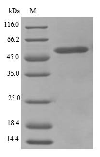 Mouse Trifunctional enzyme subunit alpha, mitochondrial (Hadha), partial Recombinant Protein, N-10His/C-Myc, aa 348–763, E.coli, Mus musculus (Mouse), E.coli, N-terminal 10xHis-tagged and C-terminal Myc-tagged, 52.1 kDa, purity >≥ 85% as determined by SDS-PAGE.