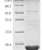 Rana japonica Sialic acid-binding lectin Recombinant Protein - BioCrest Sci
