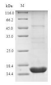 Rana japonica Sialic acid-binding lectin Recombinant Protein, Rana japonica (Japanese reddish frog), E.coli, N-terminal 6xHis-tagged, 16.3 kDa, purity >≥ 90% as determined by SDS-PAGE.