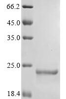 Phleum pratense Profilin-2 (PRO2) Recombinant Protein - BioCrest Sci